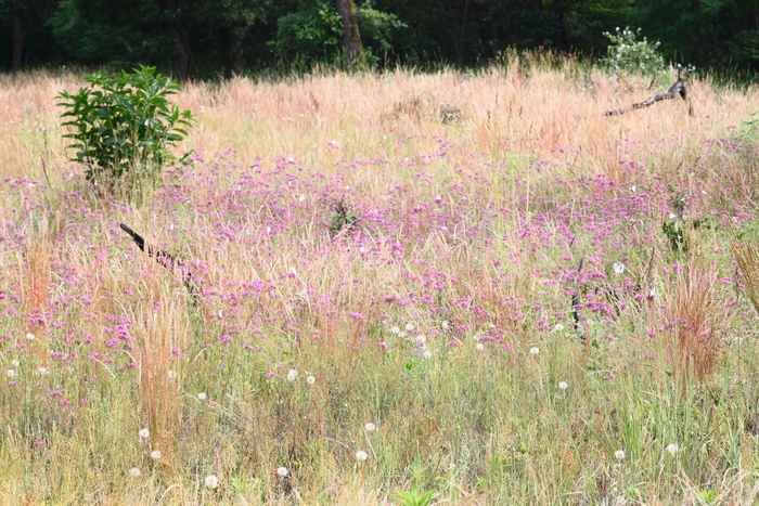 AMBIENTAZIONE FARFALLE PARCO DEL TICINO